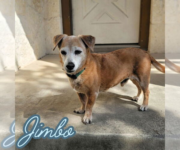 Medium Photo #21 Dachshund-Unknown Mix Puppy For Sale in San Antonio, TX, USA