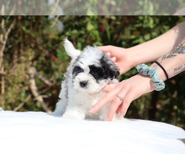 Medium Photo #9 ShihPoo Puppy For Sale in DYERSBURG, TN, USA