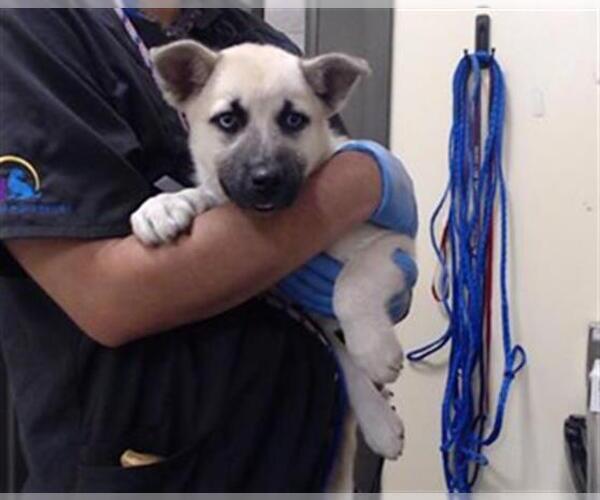 Medium Photo #1 Siberian Husky Puppy For Sale in Denver, CO, USA