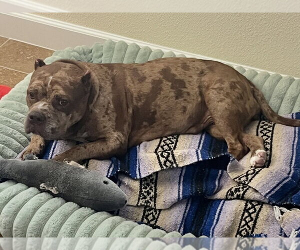 Medium Photo #2 Bulldog-Unknown Mix Puppy For Sale in oakland, FL, USA