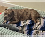 Small #1 Bulldog Mix