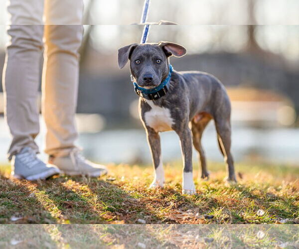 Medium Photo #20 American Pit Bull Terrier-Chihuahua Mix Puppy For Sale in Germantown, OH, USA