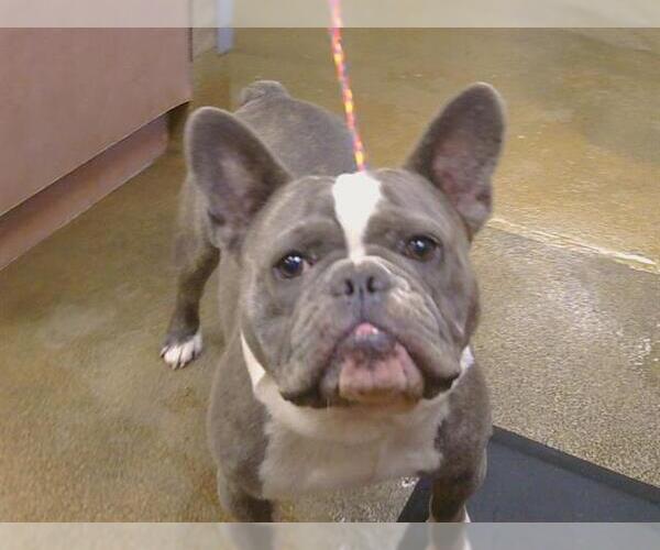 Medium Photo #1 French Bulldog Puppy For Sale in Sacramento, CA, USA