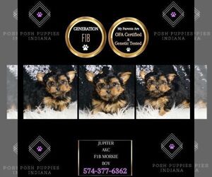 Medium Morkie