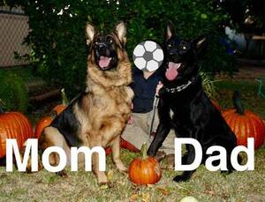 German Shepherd Dog Puppy for sale in BAKERSFIELD, CA, USA