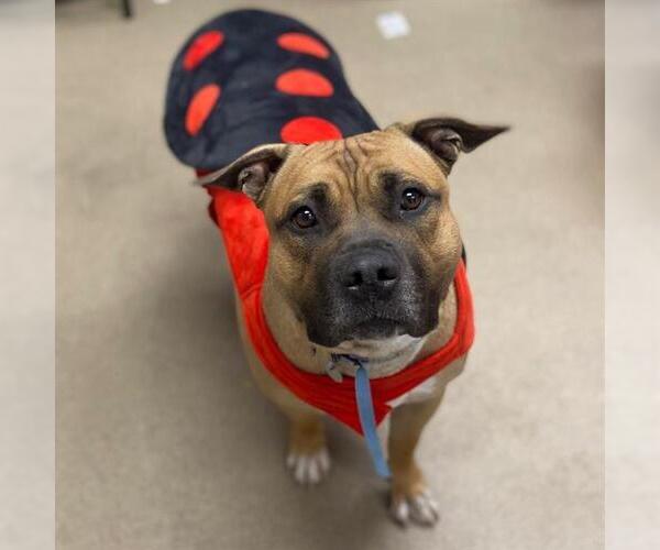 Medium Photo #3 American Bulldog Puppy For Sale in Aurora, CO, USA