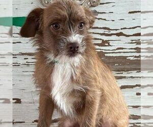 Cairn Terrier-Unknown Mix Dogs for adoption in Carrollton, TX, USA