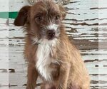 Small Cairn Terrier Mix