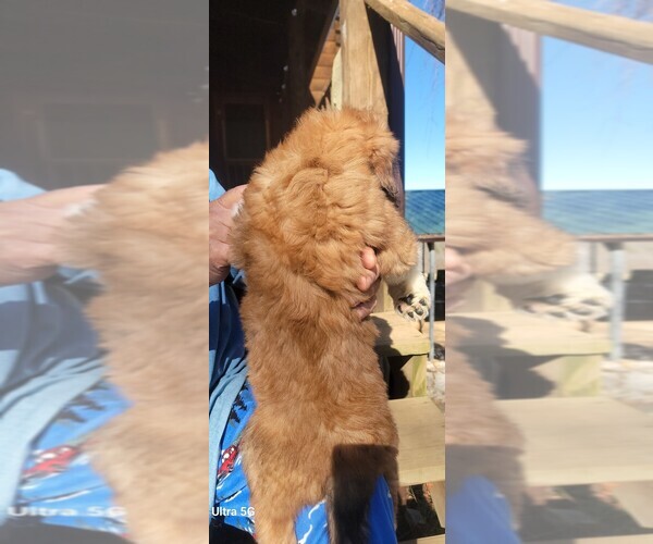 Medium Photo #3 Great Bernese-Poodle (Standard) Mix Puppy For Sale in JONESVILLE, VA, USA