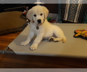 Golden Retriever Puppy for sale in AIKEN, SC, USA
