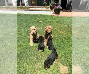 Welsh Terrier Puppy for sale in CHULA VISTA, CA, USA
