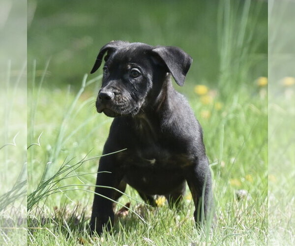 Medium Photo #2 Mutt Puppy For Sale in Mechanicsburg, PA, USA