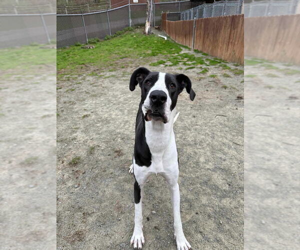 Medium Photo #4 Great Dane Puppy For Sale in Bullard, TX, USA