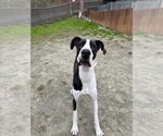 Small #3 Great Dane