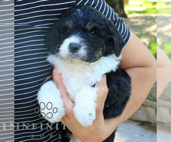 Medium Photo #5 Bernedoodle (Miniature) (+ Poodle Miniature) Puppy For Sale in NARVON, PA, USA