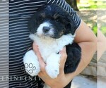 Small #4 Bernedoodle (Miniature) (+ Poodle Miniature)