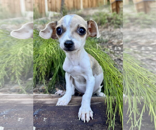 Medium Photo #2 Chihuahua Puppy For Sale in Marina Del Rey, CA, USA