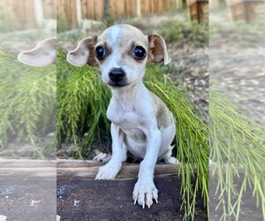 Jellybean - Female Chihuahua Dog for Adoption - Photo #2