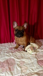 French Bulldog Puppy for sale in ELLIJAY, GA, USA