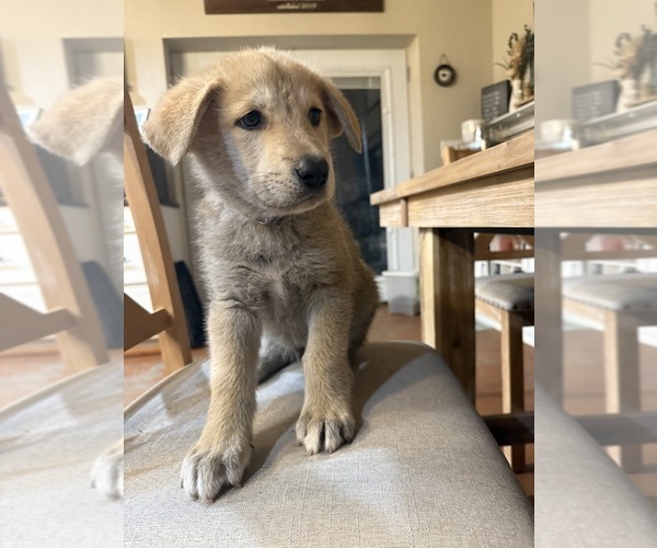 Medium Photo #1 German Shepherd Dog-Wolf Hybrid Mix Puppy For Sale in HAMILTON, TX, USA