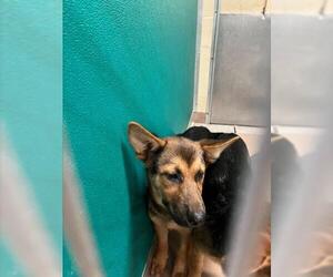 German Shepherd Dog Dogs for adoption in Texas City, TX, USA