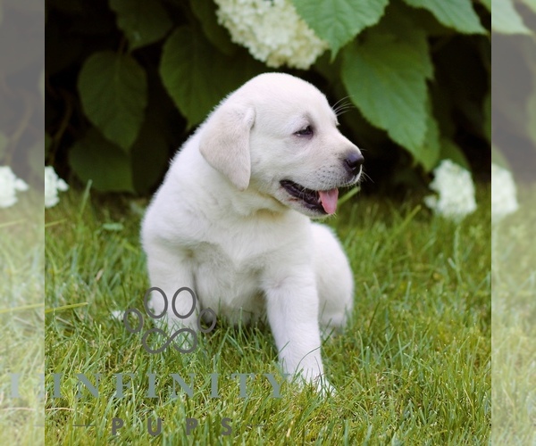 Medium Photo #3 Labrador Retriever Puppy For Sale in PARADISE, PA, USA