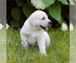 Small #2 Labrador Retriever