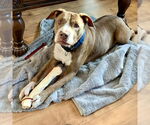 Small #3 American Staffordshire Terrier