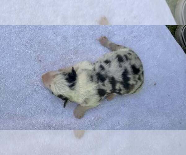 Medium Photo #1 Border Collie Puppy For Sale in MOSIER, OR, USA