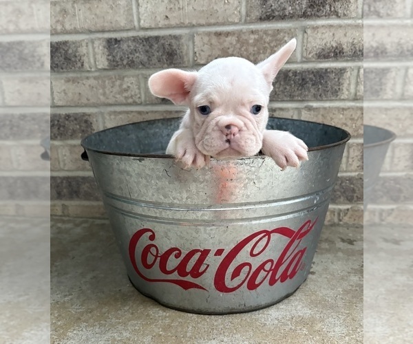 Medium Photo #4 French Bulldog Puppy For Sale in MIDDLEBURY, IN, USA