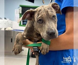 Catahoula Leopard Dog-Labrador Retriever Mix Dogs for adoption in Washington, DC, USA