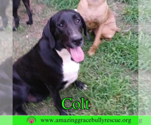Labrador Retriever-Unknown Mix Dogs for adoption in Pensacola, FL, USA