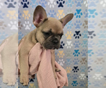 Small #2 French Bulldog