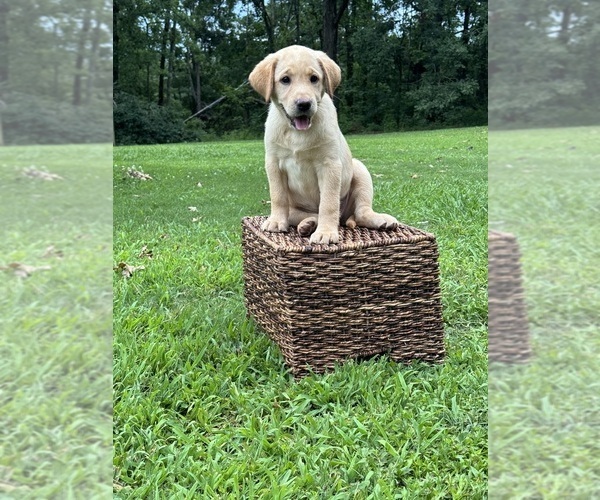 Medium Photo #1 Labrador Retriever Puppy For Sale in HONEA PATH, SC, USA