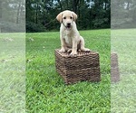 Puppy Pink Collar Labrador Retriever