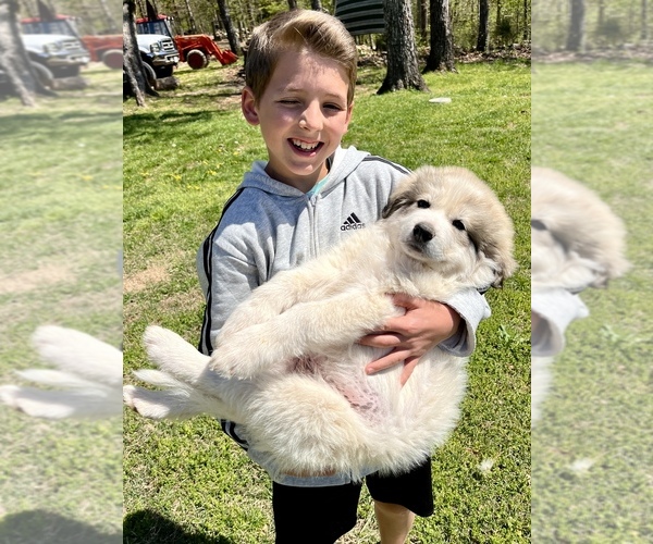 Medium Photo #1 Great Pyrenees Puppy For Sale in KIRBYVILLE, MO, USA