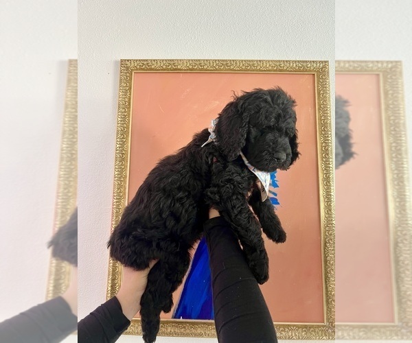 Medium Photo #7 Goldendoodle Puppy For Sale in BAKERSFIELD, CA, USA