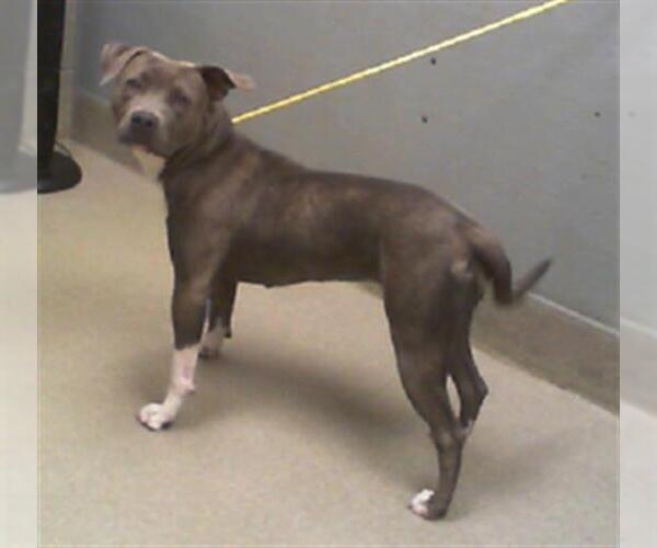 Medium Photo #1 American Pit Bull Terrier-Unknown Mix Puppy For Sale in Las Vegas, NV, USA