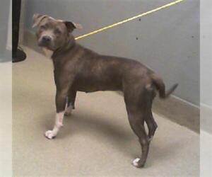 American Pit Bull Terrier-Unknown Mix Dogs for adoption in Las Vegas, NV, USA