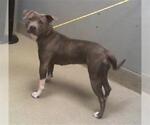 Small American Pit Bull Terrier Mix