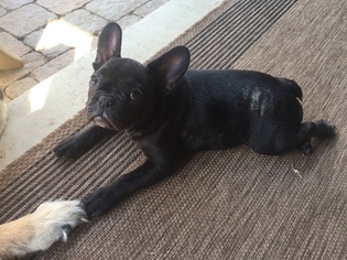 French Bulldog Puppy for sale in CROWLEY, TX, USA