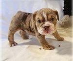 Small Photo #6 English Bulldog Puppy For Sale in LIHUE, HI, USA