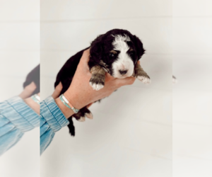 Aussiedoodle Puppy for sale in SPANISH FORK, UT, USA