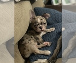 Small Photo #6 French Bulldog Puppy For Sale in MANHATTAN, KS, USA