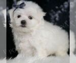 Puppy Bethany AKC Maltese