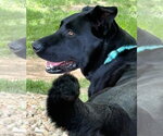 Small Labrador Retriever Mix