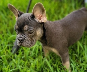 French Bulldog Puppy for sale in TALLAHASSEE, FL, USA