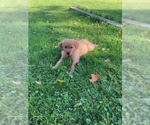 Golden Retriever Puppy for sale in DOWNING, WI, USA