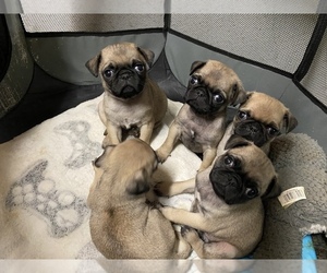 Pug Puppy for sale in PERRIS, CA, USA