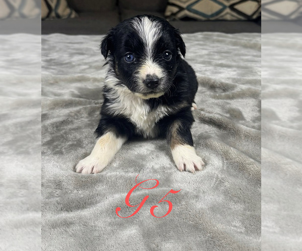 Medium Photo #45 Australian Shepherd Puppy For Sale in SALISBURY, NC, USA